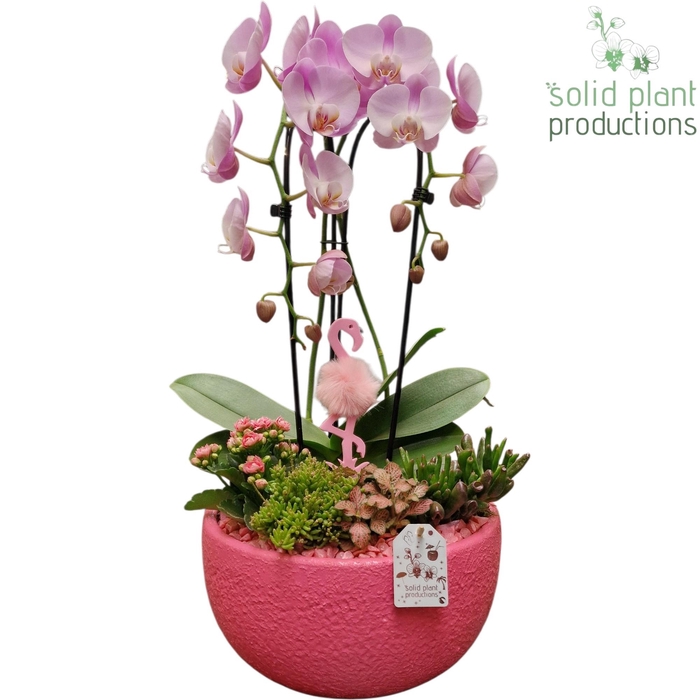 <h4>PH034 Esra Pink</h4>