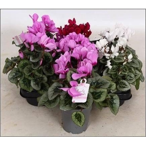 CYCL GR LOVE MOMENTS