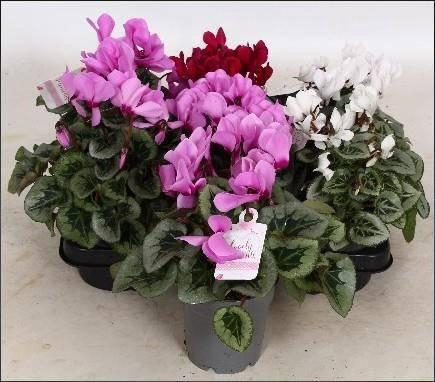 <h4>CYCL GR LOVE MOMENTS</h4>