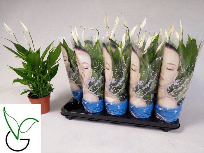 <h4>SPATH ALANA</h4>