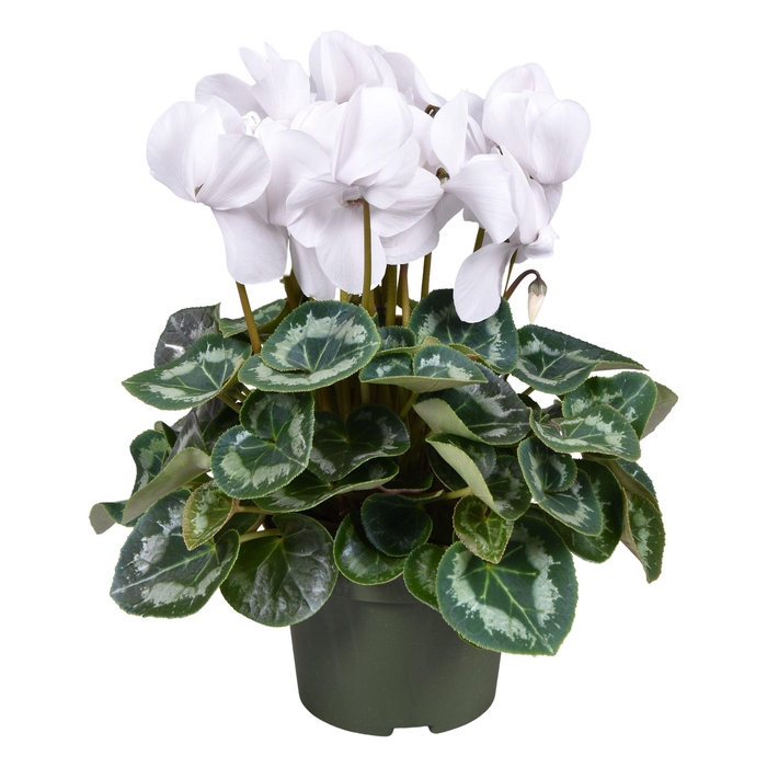<h4>Cyclamen grootbl. WIT</h4>