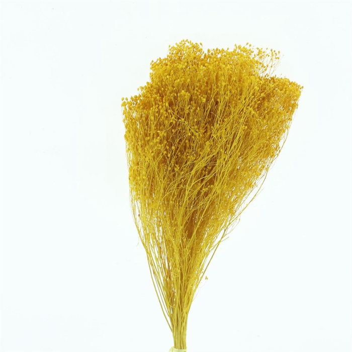 Dried Broom Bloom Dark Yellow