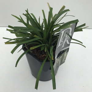 Liriope 'Monroe White' P17 (2ltr)