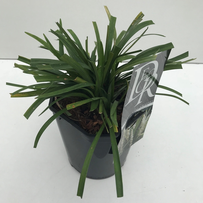 <h4>Liriope 'Monroe White' P17 (2ltr)</h4>