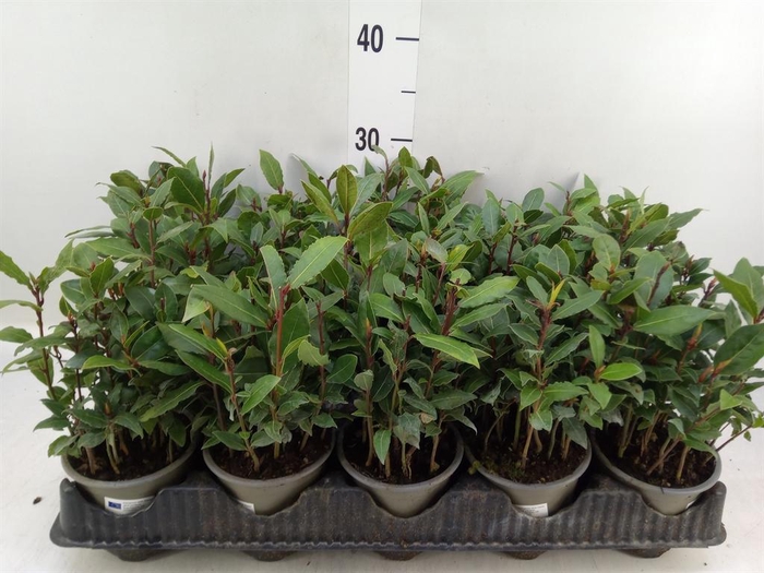 <h4>Laurus nobilis</h4>