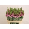 Antir Maryland Lavendel