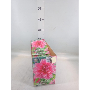 Dahlia   ...flowerbulbs