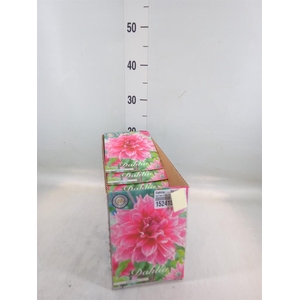 Dahlia   ...flowerbulbs