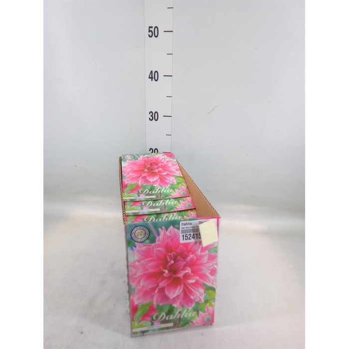 <h4>Dahlia   ...flowerbulbs</h4>