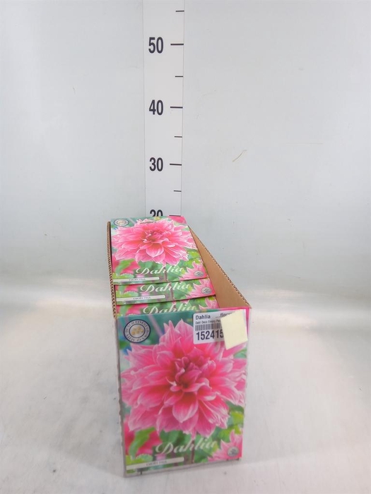 <h4>Dahlia   ...flowerbulbs</h4>