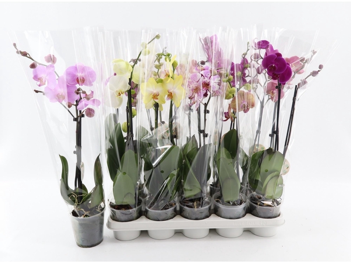 <h4>PHAL GEM 8 KL</h4>