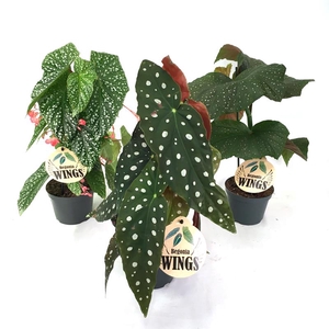 BEGONIA MACULATA P12 WINGS MIX