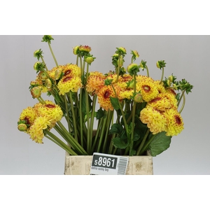 Dahlia Sunny Boy