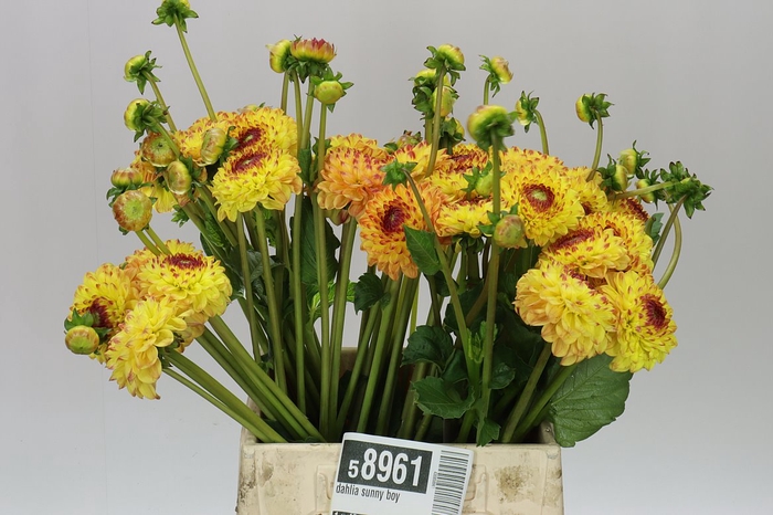 <h4>Dahlia Sunny Boy</h4>