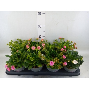 Lewisia cot. 'Rocky Colors'   ..mix