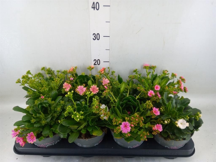 <h4>Lewisia cot. 'Rocky Colors'   ..mix</h4>