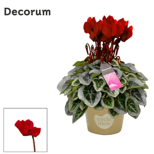 Cyclamen SS Picasso Wine Red Decorum