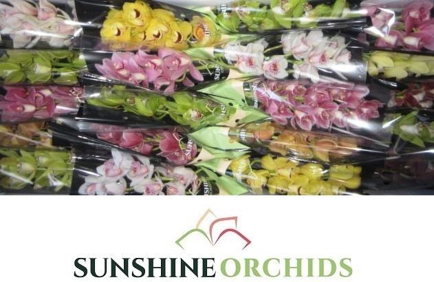 <h4>CYMB MI GEM</h4>