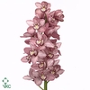 CYMB T TRUDY L.ROZE