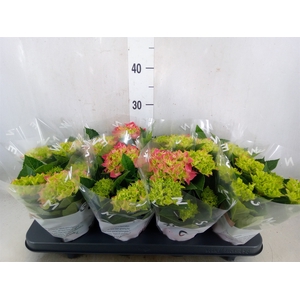 Hydrangea mac. 'Sarena'