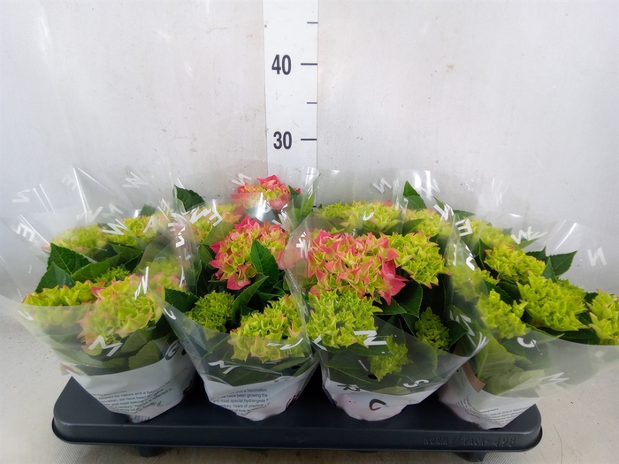<h4>Hydrangea mac. 'Sarena'</h4>