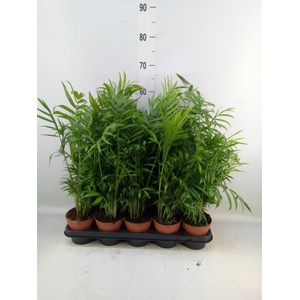 Chamaedorea elegans