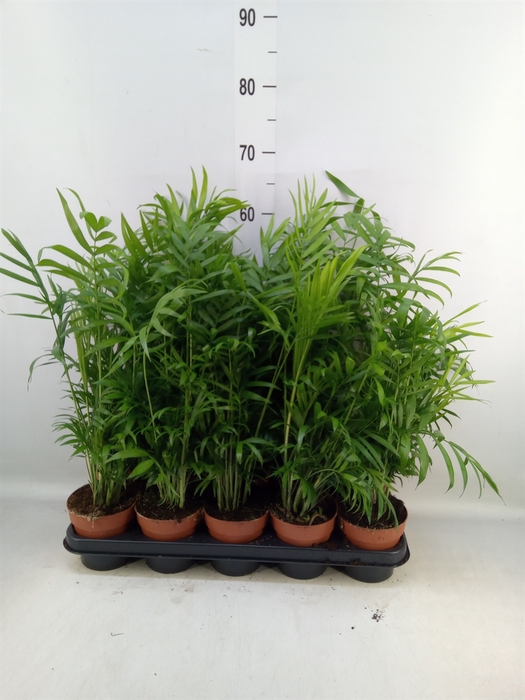<h4>Chamaedorea elegans</h4>