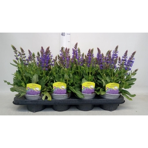Salvia nemorosa