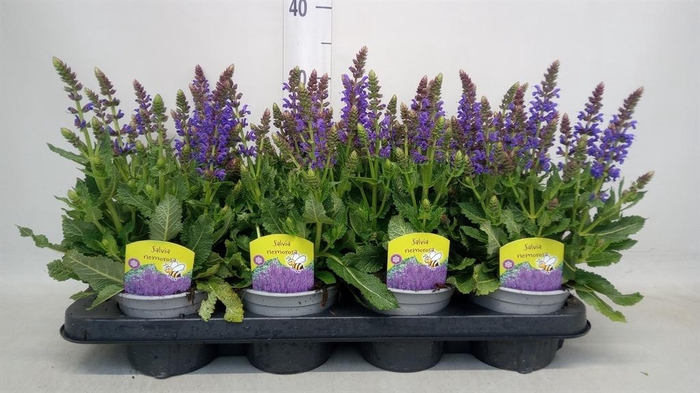 <h4>Salvia nemorosa</h4>