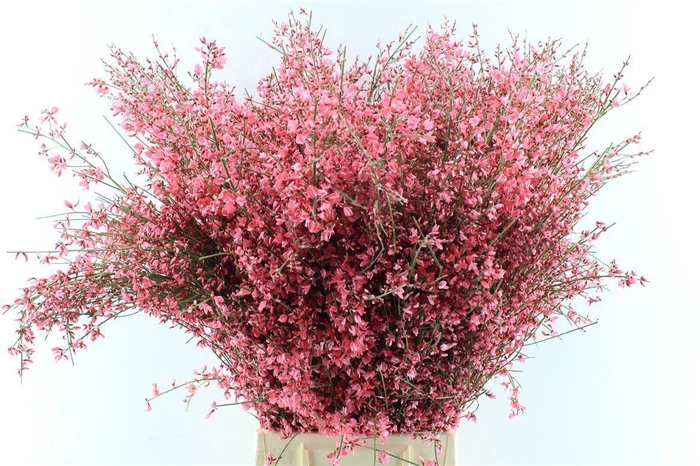 <h4>Ginster Red 200 Gram</h4>