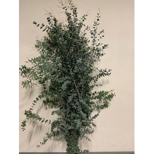 EUCA CINEREA STEMS 200CM