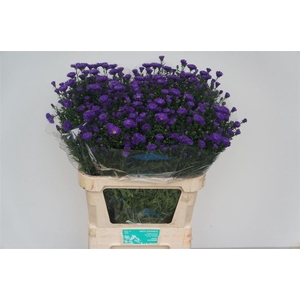 Aster Nb Cecilia