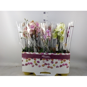 Phalaenopsis   ...mix 10