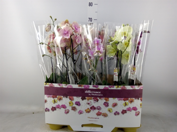 <h4>Phalaenopsis   ...mix 10</h4>