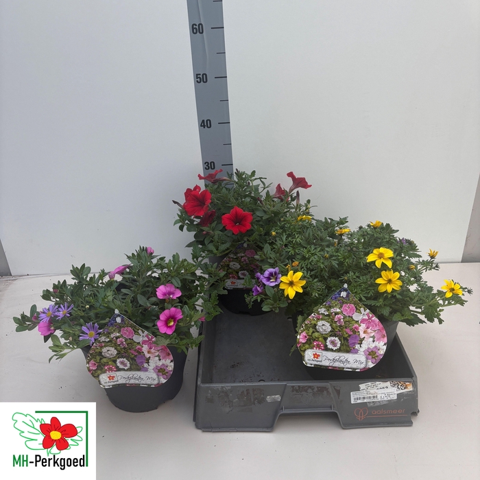 <h4>PERKPL TOEF 3 KL</h4>