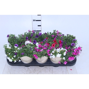 CALIBRACHOA CALIPETITE P11