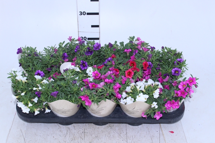 CALIBRACHOA CALIPETITE P11