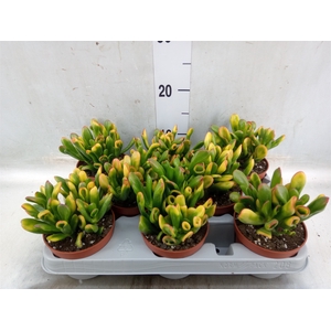 Crassula ovata 'Horn Tree'