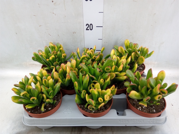 <h4>Crassula ovata 'Horn Tree'</h4>