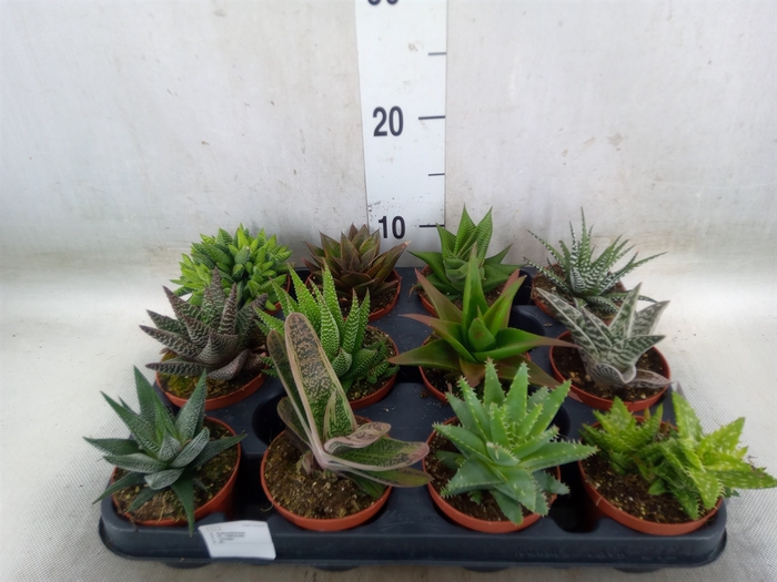 <h4>Aloe   ...mix</h4>