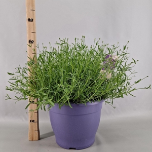 Lavandula angus. 'Essence Pure'