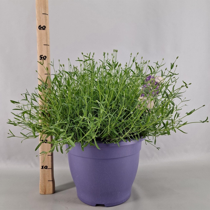 <h4>Lavandula angus. 'Essence Pure'</h4>