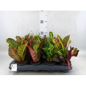 Codiaeum var. KL   ...