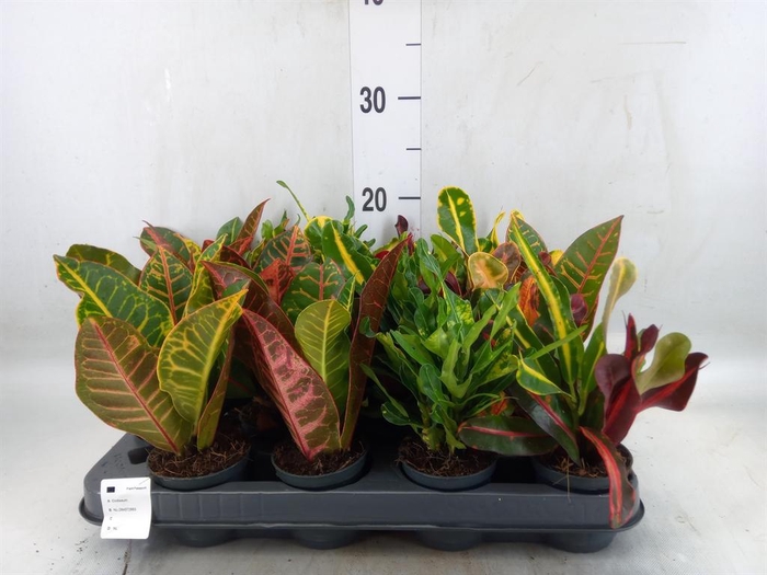 <h4>Codiaeum var. KL   ...</h4>