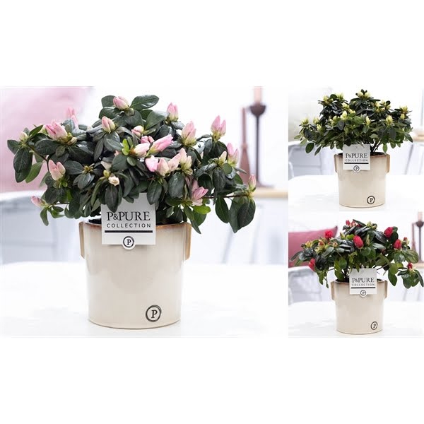 <h4>1st class Azalea mix in P&PURE Lauren ceramics</h4>