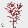 ILEX VERT BS