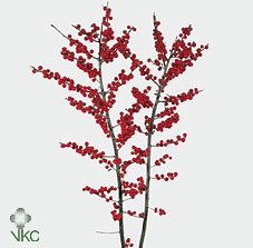 ILEX VERT BS