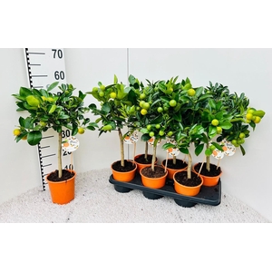 Citrus Calamondin high-stem