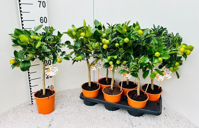 <h4>Citrus Calamondin high-stem</h4>