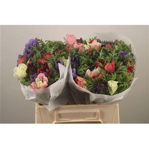 Anemone Levante Mixed In Bunch
